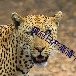 精品日産高清卡1卡2卡區別