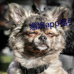 媚娘app福引导官网