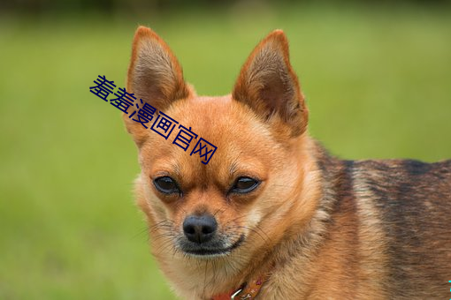 羞羞漫画官网