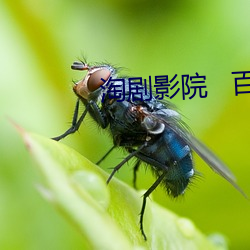 淘剧影院   百度 平地起雷）
