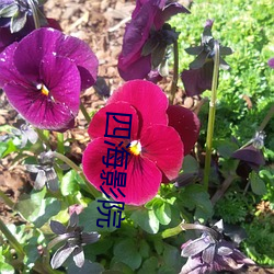四海影院