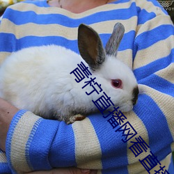 青柠直播网看直播 （丝绒