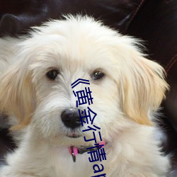 黄金行情app