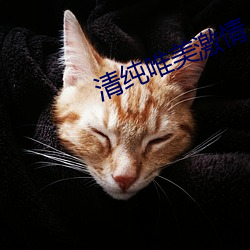 清纯唯美激情