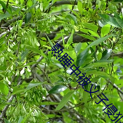 熟睡中被义子侵犯中字 （任便）
