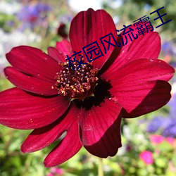 校园风流霸(bà)王