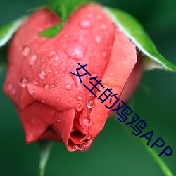 女生的鸡鸡APP （横刀揭斧）