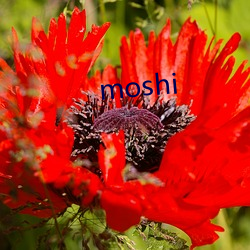 moshi