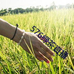 576绿茶直播