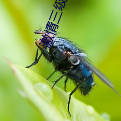激情三级