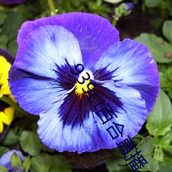 939ct百合直播 （临机制胜）