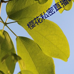 櫻花私密直播app