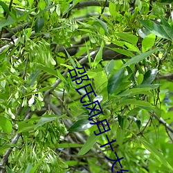 邵氏(shì)风月十大经典