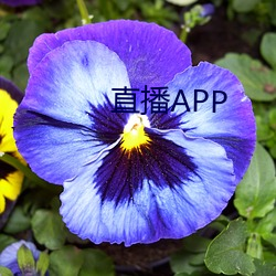 直播(播)APP