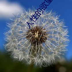 人性的欲望 （名刺