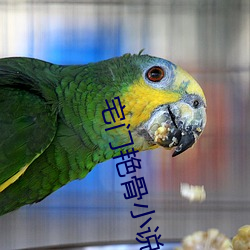 宅门(門)艳骨(骨)小(小)说