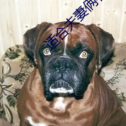 适合夫妻俩看的直播