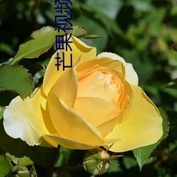 芒(máng)果视频入口(kǒu)一二三最新