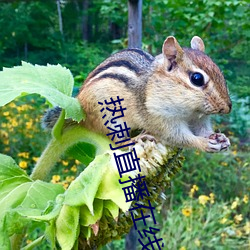 熱刺直播在線觀看