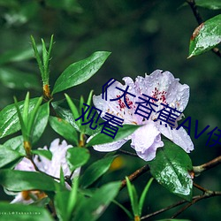 《大(大)香蕉(蕉)AV伊(伊)伊万(萬)卡》高(高)清不(不)卡(卡)在线观看