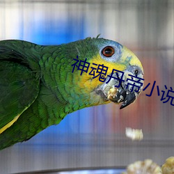 神(神)魂丹(丹)帝小说