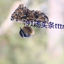 91汤头条tttnew