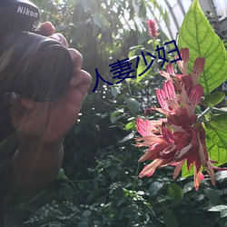 人(rén)妻少妇