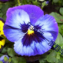 東風惡 一度君華