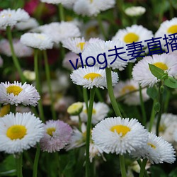 vlog夫妻直播