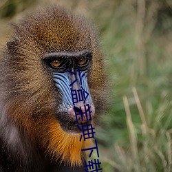六(六)盒宝典(典)下载