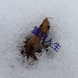 重启人生