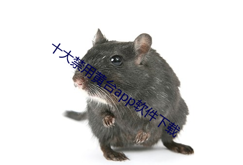 十(十)大禁(禁)用(用)黄台app软件下载