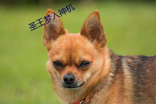 聖王夢入神機