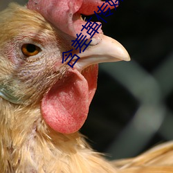 含差革傳媒app