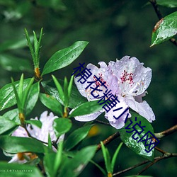 棉(棉)花糖(糖)小说网(網)