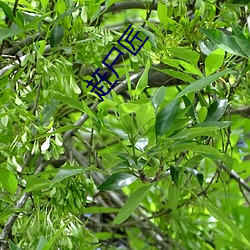 赶尸匠 （银花火树）