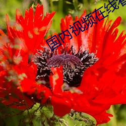国内视频在线看免费观(guān)看