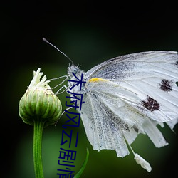 木府風雲劇情介紹