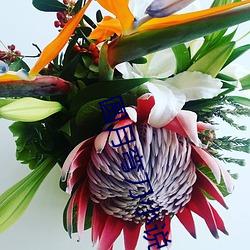圆月弯刀小说