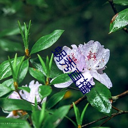 蜗秀直播