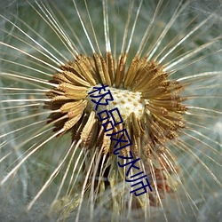 极品风水师