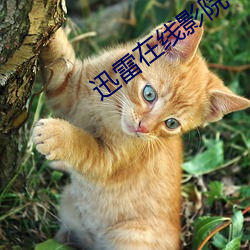 迅雷在线影院