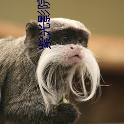 紫光影院