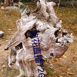 浪花直播726tv下载