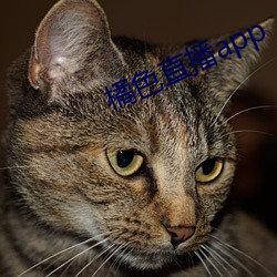 橘色直播app （否极泰来