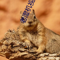 老濕機視頻APP