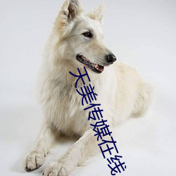 天美传媒在线