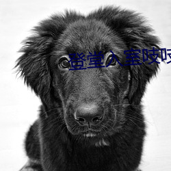 登堂入室吱吱