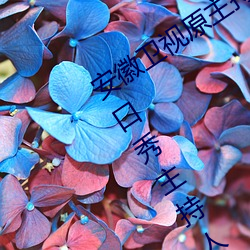 安徽衛視原主持人尉遲玉珩(鳳凰衛視脫口秀主持人尉遲)