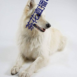 茶花直播app